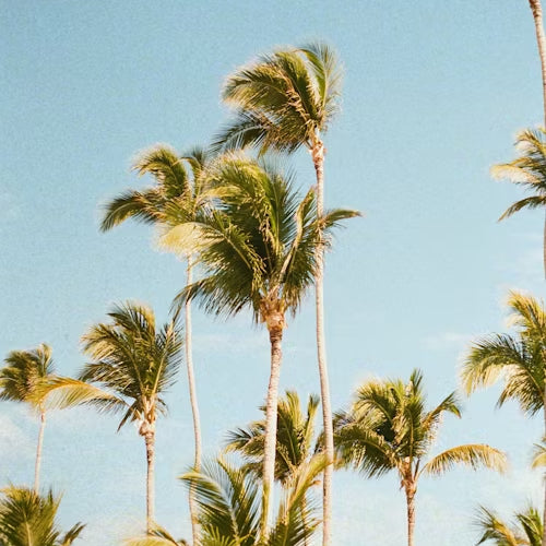Palm Trees (INDIE POP - 118bpm - F#m)